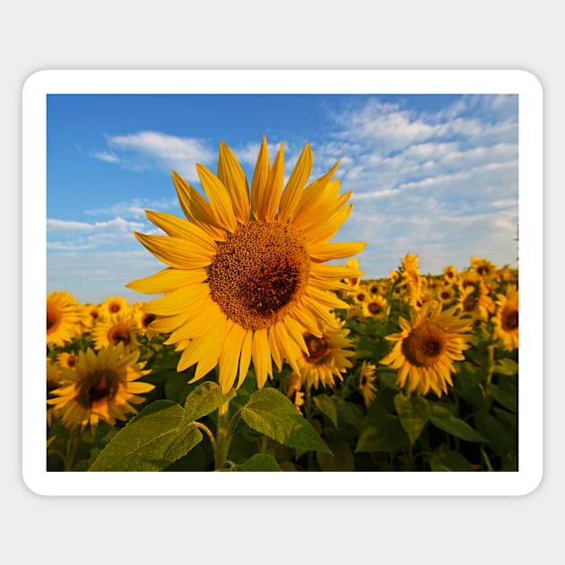 Colby Farms Sunflower Field Newbury MA Sunrise Sticker by WayneOxfordPh